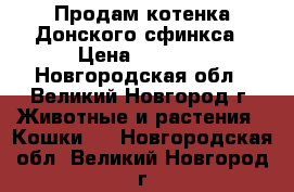 Продам котенка Донского сфинкса › Цена ­ 6 000 - Новгородская обл., Великий Новгород г. Животные и растения » Кошки   . Новгородская обл.,Великий Новгород г.